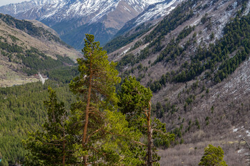 Wall Mural - mountain pine