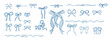 © HS - Set of bows on white background. Outline vector with ribbons and ties. Trendy design. Hand drawn.