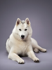 Wall Mural - A Siberian Husky dog lies comfortably, its casual pose and soft gaze contrasting with its naturally energetic and alert characteristics