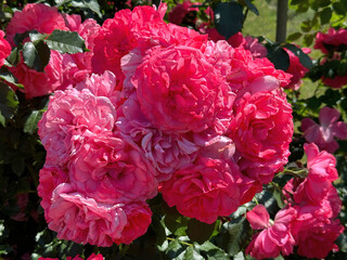 Wall Mural - Bunch of pink roses flowers in garden