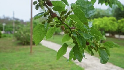 Wall Mural - A lush mulberry tree branch with developing fruits and vibrant green leaves is captured in an outdoor puglia garden setting in southern italy during springtime.