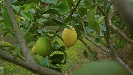 Wall Mural - Close-up of ripe lemons hanging from a tree branch surrounded by green leaves in an outdoor orchard in puglia, southern italy.