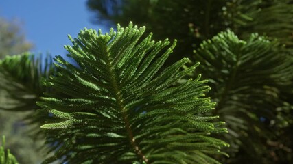 Wall Mural - Close-up of a vibrant, green araucaria excelsa tree branch outdoors in puglia, italy, under a clear blue sky, showcasing detailed foliage and natural textures.