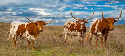 texas longhorn cattle in range land on the oklahoma panhandle, about 50 miles west of woodward.
