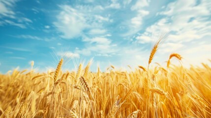 Poster - A golden field of wheat swaying gently in the breeze under a clear blue sky, symbolizing abundance and nature's bounty.