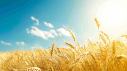 Poster - A golden field of wheat swaying gently in the breeze under a clear blue sky, symbolizing abundance and nature's bounty.