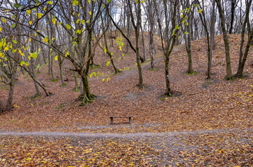 autumn tree in the park