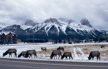 Elk in front of the Three Sisters Mountain in Canmore Canada