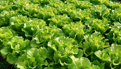 Wall Mural - Green leaf lettuce texture on garden bed in vegetable field. Gardening background with lettuce green plants