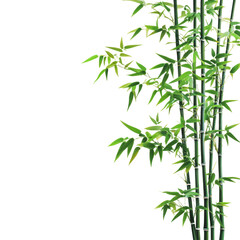 Wall Mural - PNG Green bamboo on white background