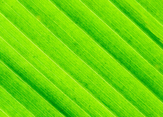 luminous green leaf macro photography