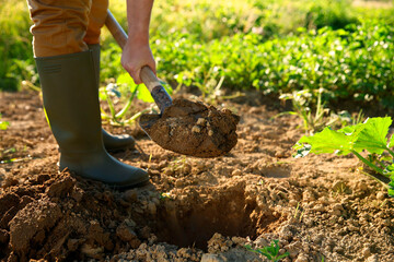 Wall Mural - Farmer digging soil with shovel on sunny day, closeup