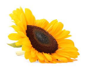 Wall Mural - One beautiful sunflower with bright petals isolated on white