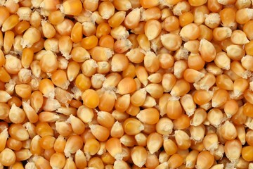 Wall Mural - Fresh corn kernels as background, top view