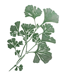 Wall Mural - PNG Green ginkgo biloba leaves on a white background