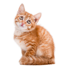 cute red kitten isolated