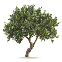 png olive tree with lush foliage on sandy ground