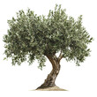 © ColdFire - PNG Olive tree with lush green foliage in sunlight