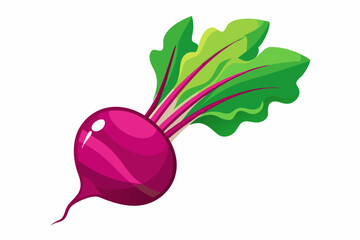 Beetroot vegetable isolated vector illustration on white Background.