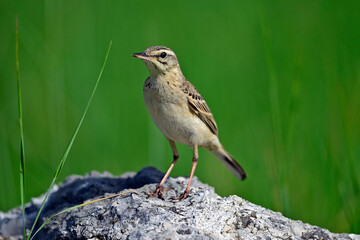 Canvas Print - Brachpieper // Tawny Pipit (Anthus campestris) 