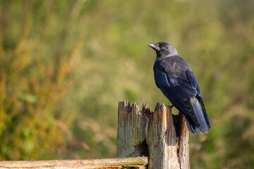 Aufkleber - A portrait of a jackdaw, Coloeus monedula, as it perches in the sunshine on a wooden fence post. The muted natural out of focus background has space for copy text
