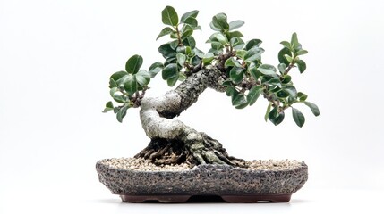 A small bonsai tree with green leaves and a twisted trunk, planted in a brown pot against a white background.