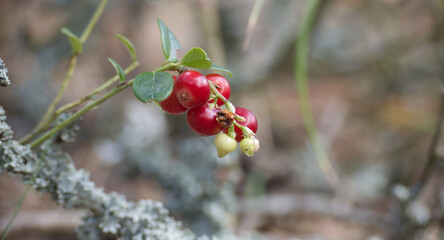 Wall Mural - Close-up of vibrant red lingonberries growing on a branch in a natural outdoor setting