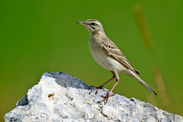 Canvas Print - Brachpieper // Tawny Pipit (Anthus campestris) 