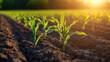 © Theeranan - Rows of young corn seedlings emerging from the soil in a field, under the warm sunlight, representing new growth and agriculture.
