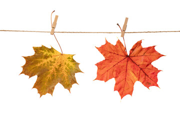 Wall Mural - yellow and red  maple leaves attached with clothespin to craft rope, Frame dry fallen leaves.