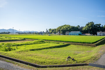 Wall Mural - 日本の田んぼ風景