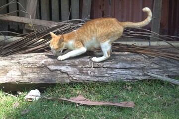 cat in the garden crawling