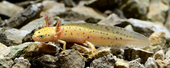 Poster - neotene und leuzistische Bergmolch-Larve // Alpine newt (Ichthyosaura alpestris)