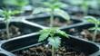 © Naknakhone - A close-up view of young cannabis plants in black pots, highlighting the early growth stages of the plants. copy space for text.