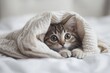 © adobestocker1 - kitty hiding underneath a blanket