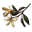 © nicole - Vintage botanical illustration of vanilla pods isolated on a transparent background