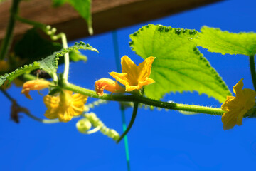 Poster - Colorful plants in summer garden