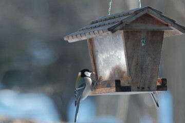 Wall Mural - Bird on a feeder in Japan hokkaido