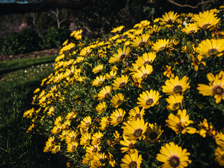 Sticker - Yellow flowers in the garden