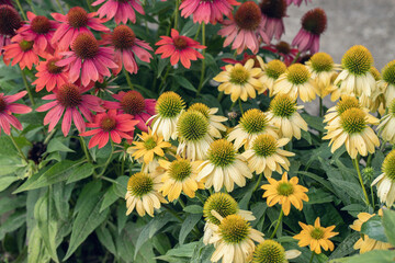 Wall Mural - group of yellow and red coneflowers (echinacea purpurea) in a garden.