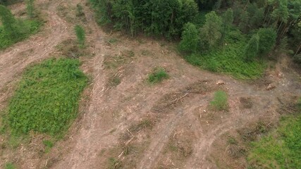 Canvas Print - Cut and stacked logs in a forest, aerial shot