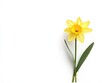 © Nattapoom - A single yellow daffodil on a white background