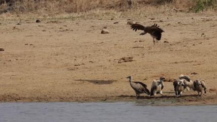 Wall Mural - a white backed vulture landing at the waterhole