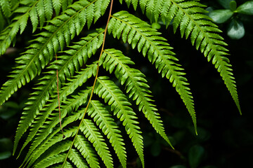 Wall Mural - A leafy green plant with a leafy green stem. The leaf is large and has a dark green color