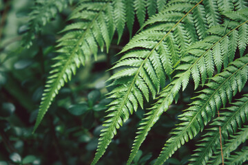 Wall Mural - A leafy green plant with a leafy green leaf. The leaf is large and has a lot of veins