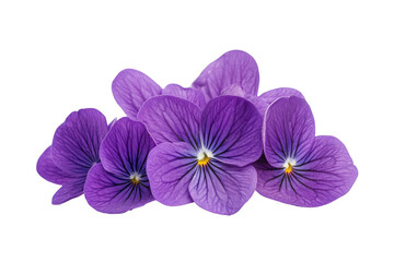 Wall Mural - purple flowers with green leaves