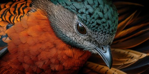 Colorful Bird Feathers Close Up