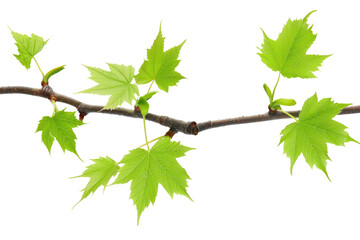 Wall Mural - maple leaves branch isolated on white or transparent png