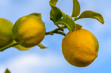 Wall Mural - Bunch of fresh ripe lemons on a lemon tree branch in sunny garden