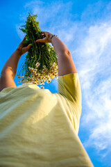 Sticker - Girl in a chamomile field